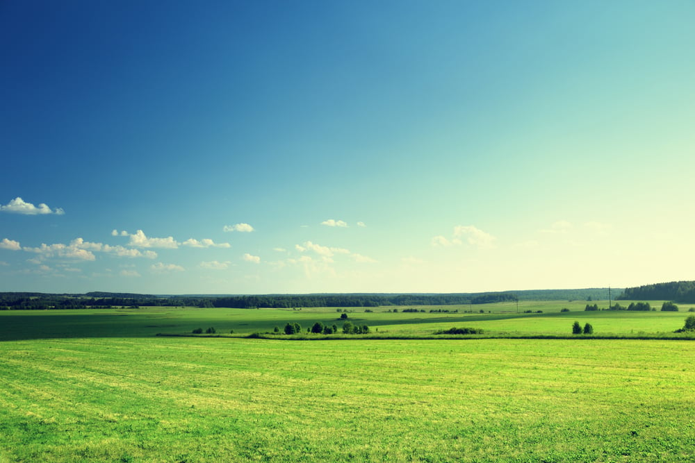 field of grass and forest